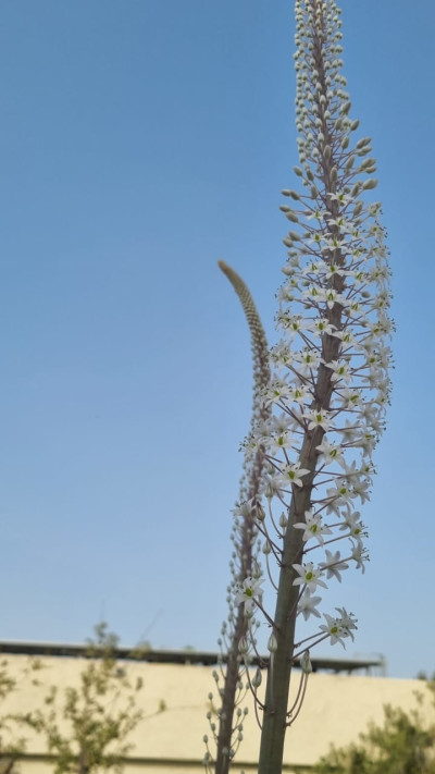 חצבים פורחים בשיא גל החום (צילום: החברה להגנת הטבע)