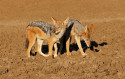תנים. סכנת כלבת וטטנוס (צילום: Canis mesomelas, Mokala National Park, South Africa)