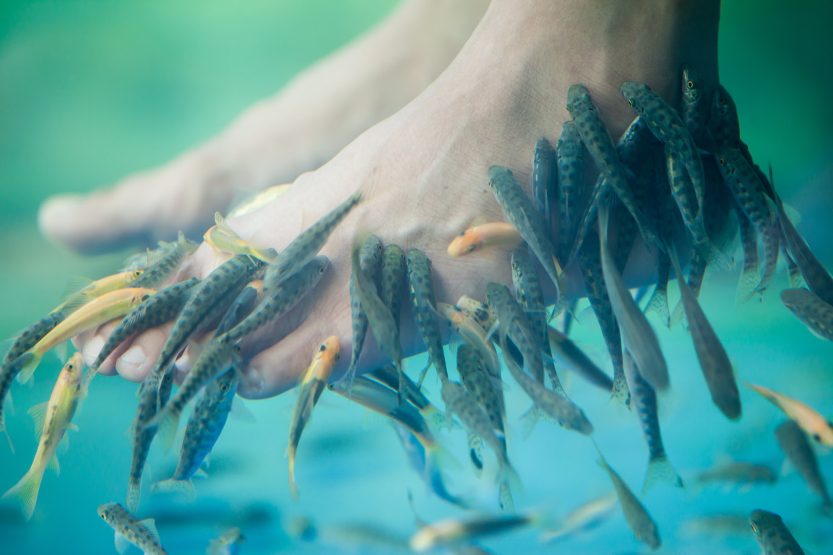 Enjoy a fish pedicure? You might think twice when you find out what’s in the water