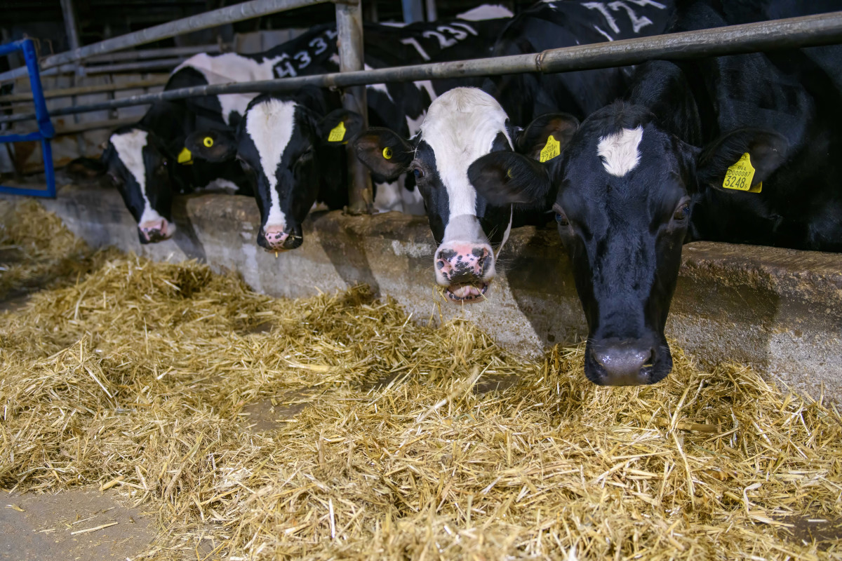 חלב על המאמץ: הסלט שעושים מתנגדי הרפורמה נוגע לכיס של כולנו