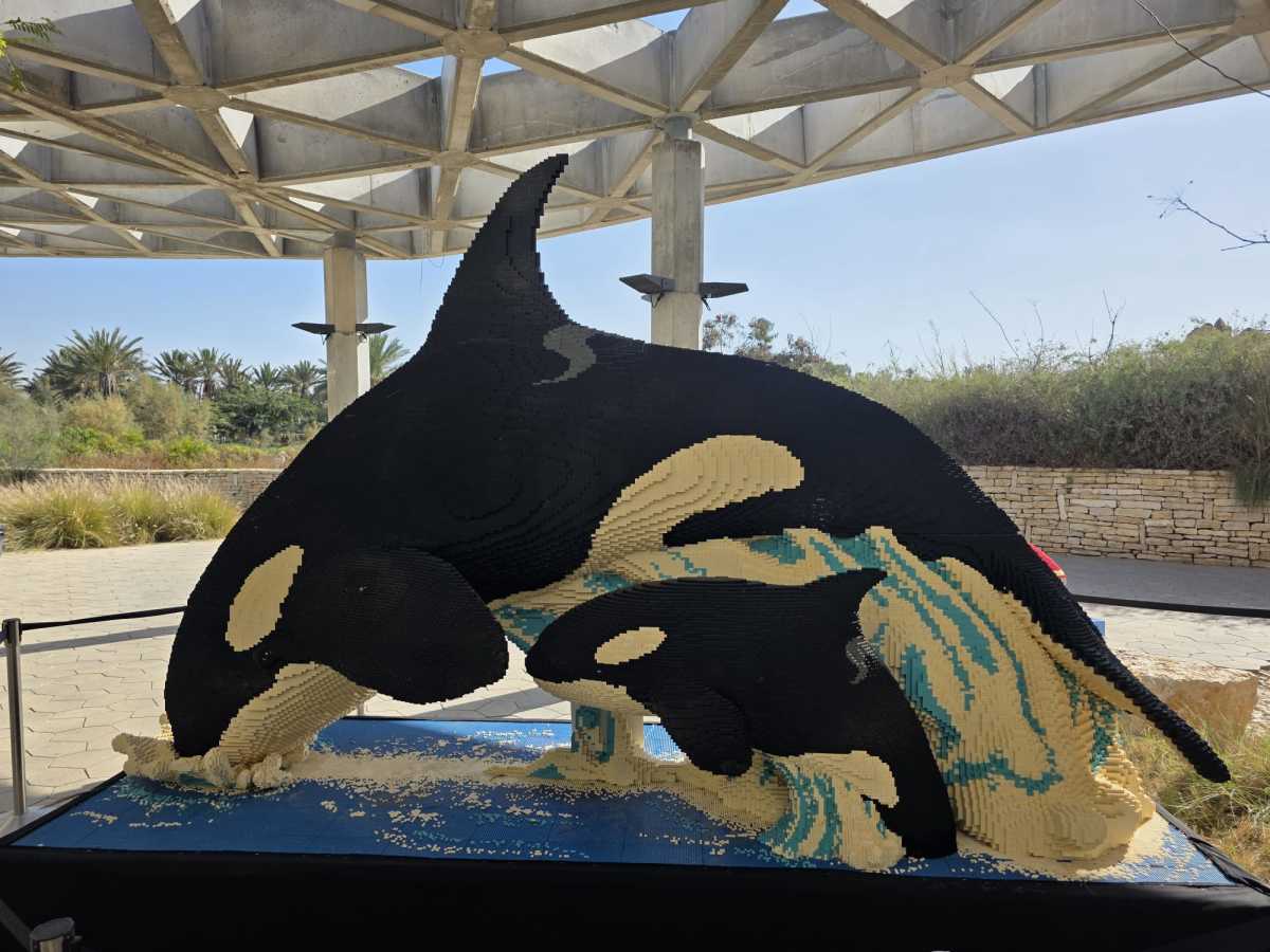 מיליון קוביות, עשרות חיות: האטרקציה החדשה של מדבריום