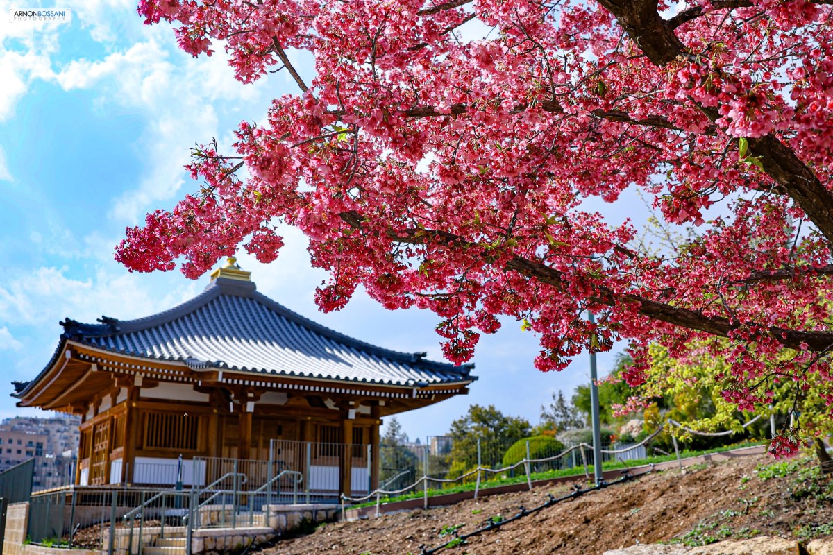 פברואר מלא ביצירה: מאסטוניה, דרך יפן ועד רואנדה – והכול בישראל