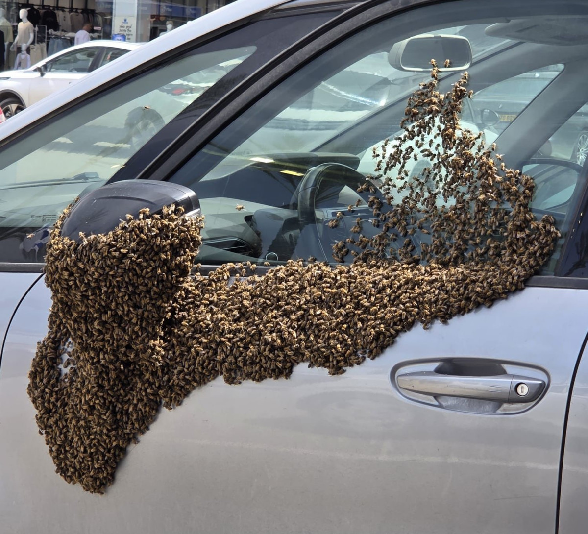 אנשים הסתגרו במרכז המסחרי: עשרות אלפי דבורים 