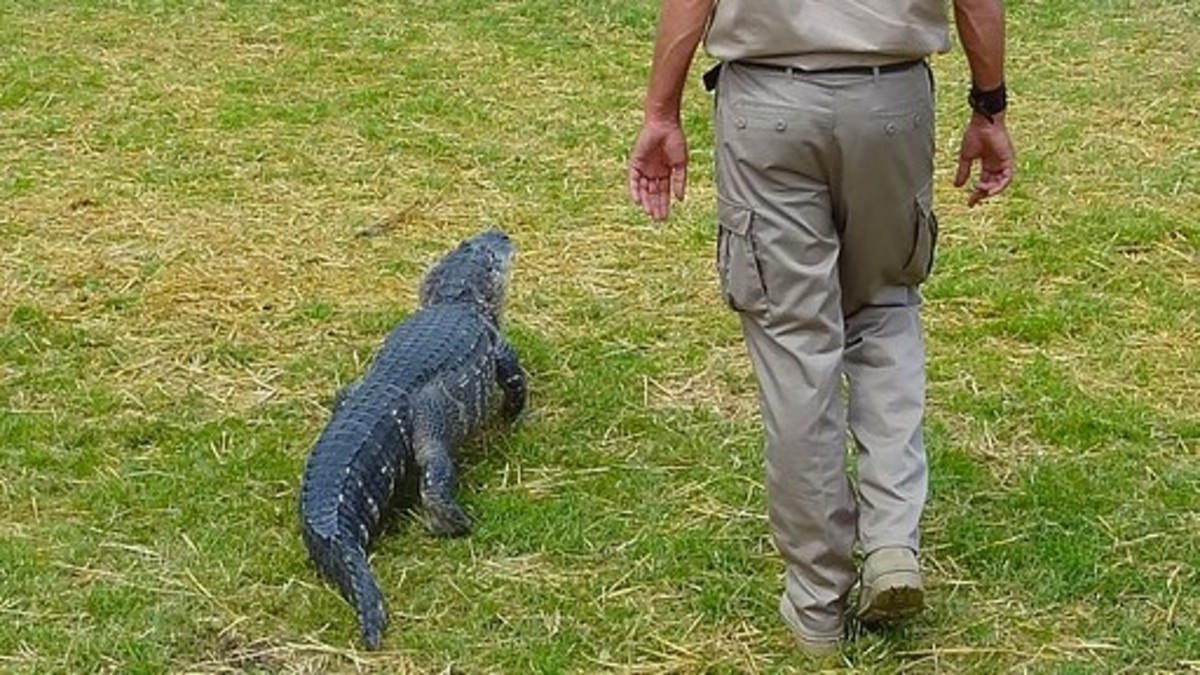 Storm in Australia: the exotic pet at the center of the election campaign