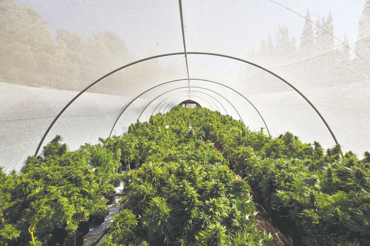 פחות מסוכן מהרואין, מצוין לביזנס: ארה