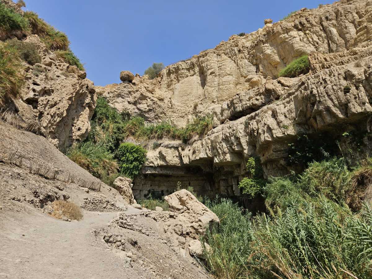 יעלים או דרדור הסלעים: המומחים בוחנים את מקור האסון בדרום | חדשות מעריב