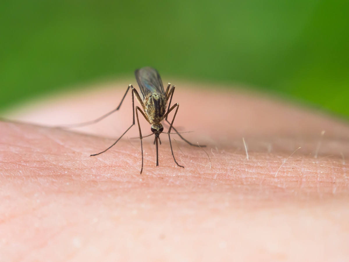 Patient with severe West Nile fever hospitalized