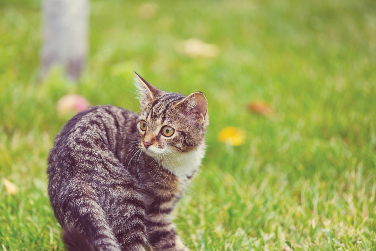 Artificial intelligence is rediscovering the creatures that invented the Internet