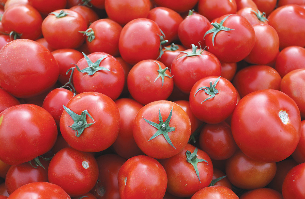 Israeli researchers have developed a device for testing the quality of tomatoes without picking them