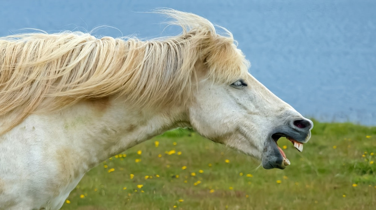 The danger of therapeutic riding: A girl is in serious condition after being thrown from a horse