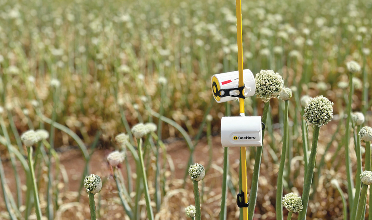 “PIP”, a new Israeli development of the BeeHero company for bee pollination