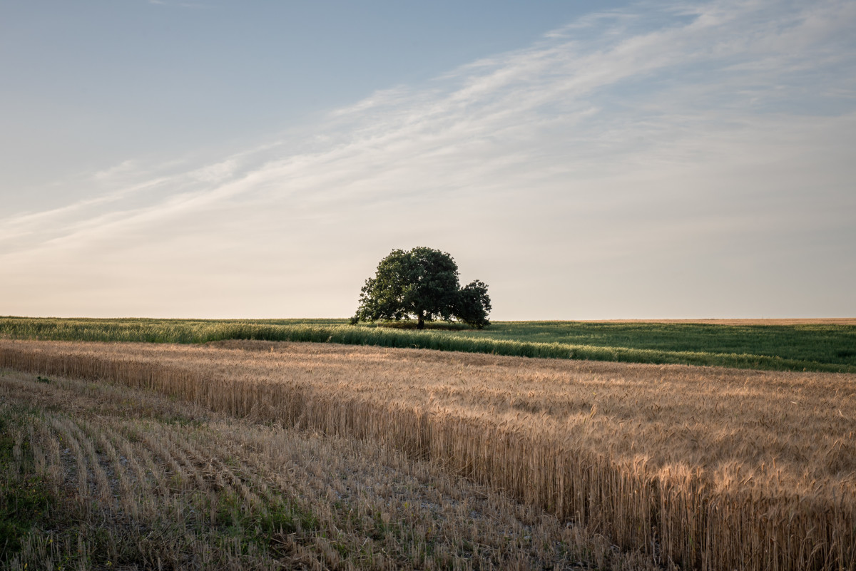 מתחמם בהדרגה: זה מה שמחכה לנו היום | מזג אוויר