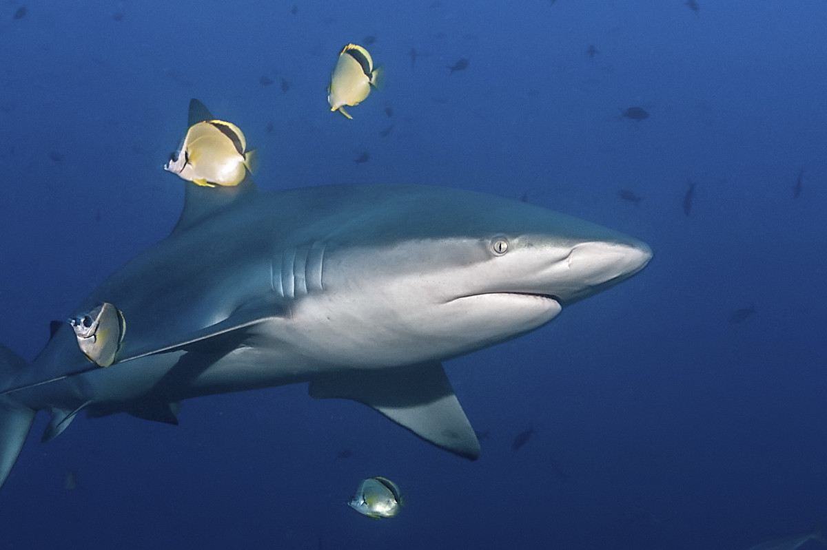 Following the attack of the diver: these are the world’s most dangerous places to meet a shark