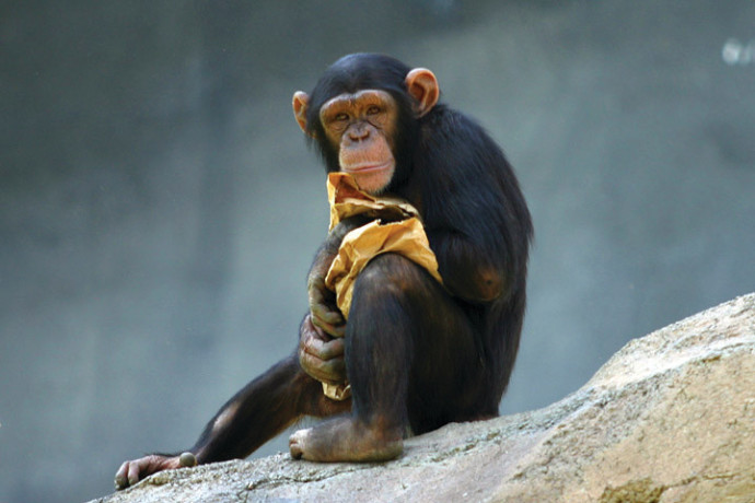 שימפנזה (צילום: ויקיפדיה)