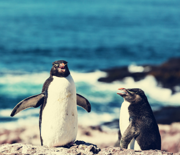פינגווינים - ארכיון (צילום: אינגאימג)