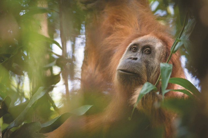 זן חדש של קופי אורנגאוטן באינדונזיה (צילום: רויטרס)