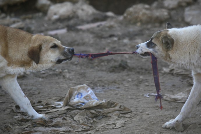 כלבים משוטטים (צילום: נתי שוחט, פלאש 90)