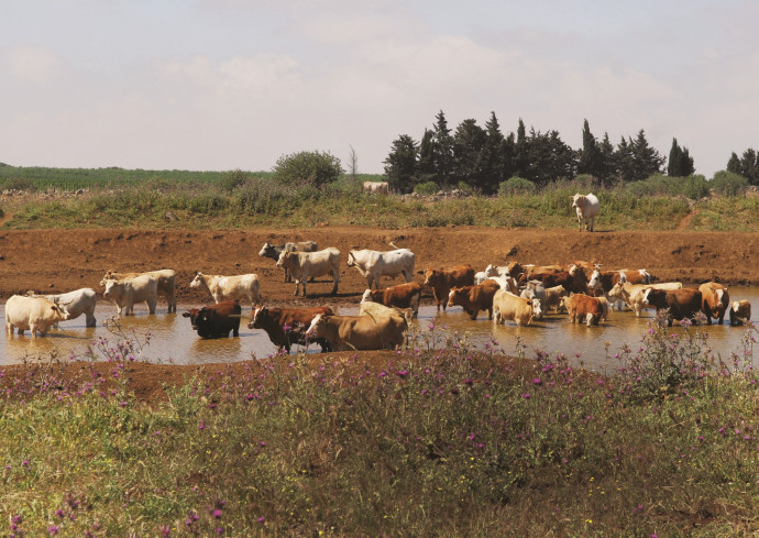 פרות בנחל ברמת הגולן (צילום: חמד אלמקת,פלאש 90)