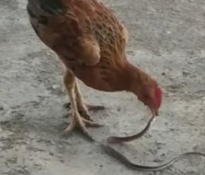 תרנגולת זוללת נחש שלם (צילום: youtube)