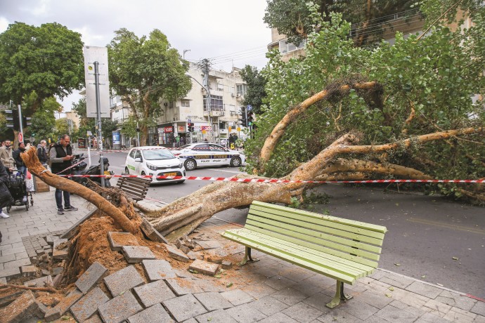 עץ שקרס בתל אביב בעקבות רוחות (צילום: פלאש 90)