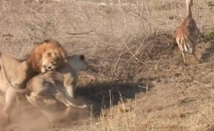 אריה מבולבל רדף אחר בעל החיים הלא נכון (צילום: youtube)
