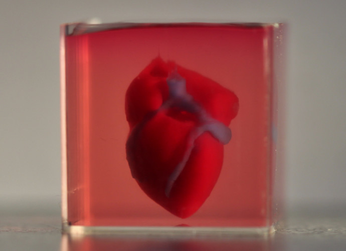 הדפסה תלת ממדית של לב אנושי בקנה מידה קטן מחומרים ותאים אנושיים. (צילום: “3D printing of personalized thick and perfusable cardiac patches and hearts”; Noor et al.; Advanced)