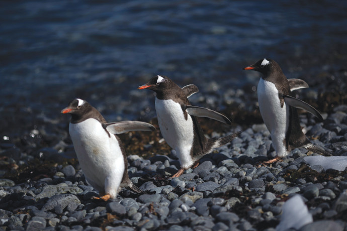 פינגווינים באנטרקטיקה (צילום: רויטרס)