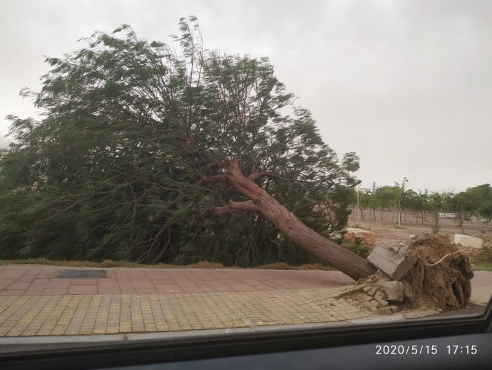עץ שנעקר ממקומו בשל הרוחות העזות סמוך לאילת (צילום: נעמה בן עמי פישר, החברה להגנת הטבע)