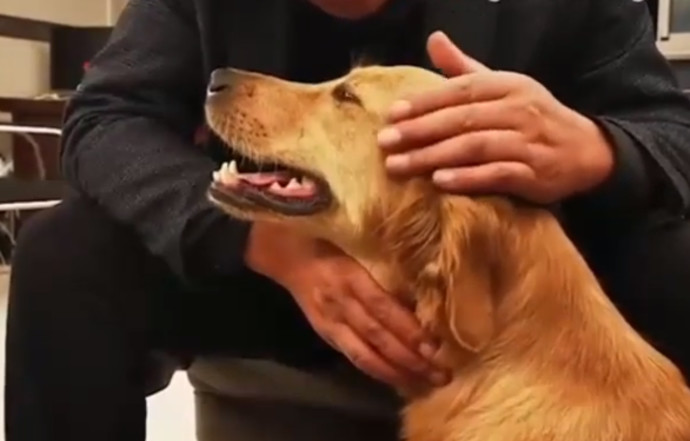 הכלבה פינג מתאחדת עם בעליה (צילום: צילום מסך יוטיוב)