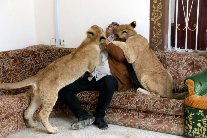 אל-מאראג'לה ואריות המחמד שלו (צילום: רויטרס)