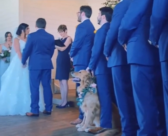 הגולדן רטריבר בחתונה של בעליו