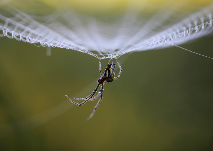 עכביש, אילוסטרציה (צילום: רויטרס)