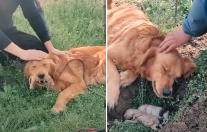 הכלבה העצובה מתאבלת על גוריה