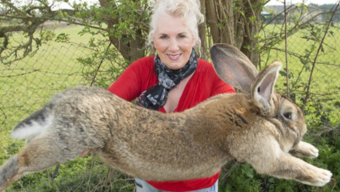 אנט אדוארדס והארנב "הארוך בעולם"