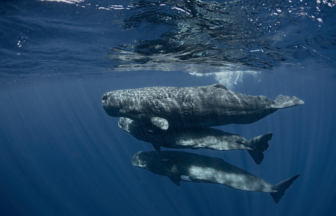 לוויתנים (צילום: Amanda Cotton)