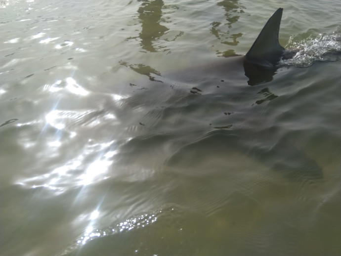 כריש במרחק נגיעה בחוף בחדרה