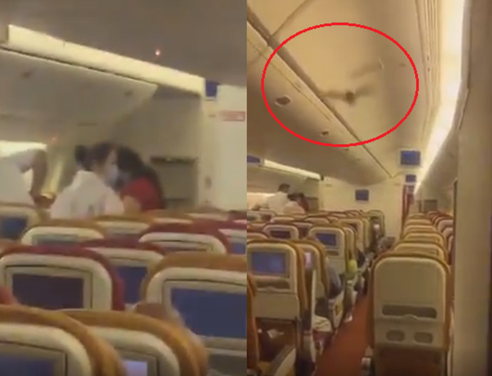 עטלף במטוס שהמריא מהודו (צילום: צילום מסך מתוך רויטרס)