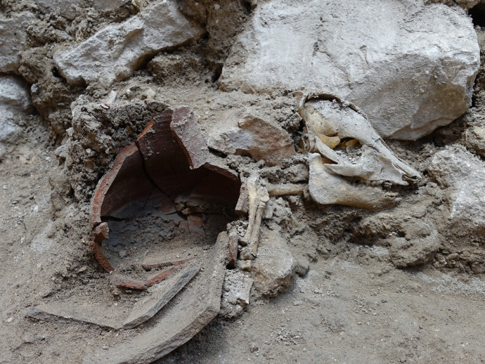 שלד החזיר שהתגלה בחפירות (צילום: אוסקר בחרנו, רשות העתיקות)