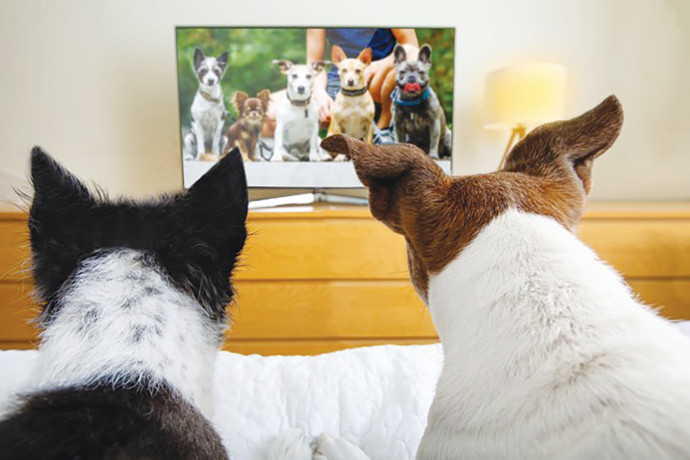 טלוויזיה לכלבים (צילום: DogTV)