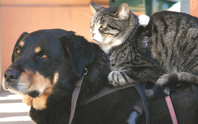 חתול וכלב (צילום: רויטרס)
