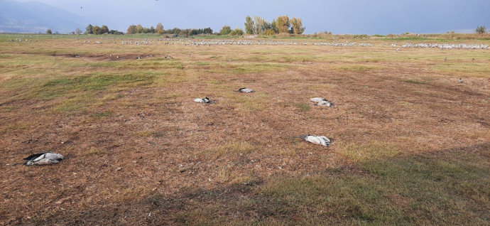 העגורים המתים באגמון החולה (צילום: קק"ל,אוריה שדה)