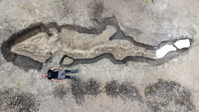 השלד המאובן הגדול של איכתיוזאור, שהתגלה בבריטניה (צילום: Anglian Water/Matthew Power Photography via REUTERS)