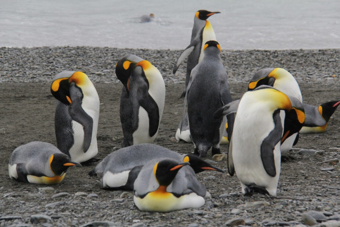 יום המודעות לשמירה על הפינגווינים (צילום: לאה שץ סופר)