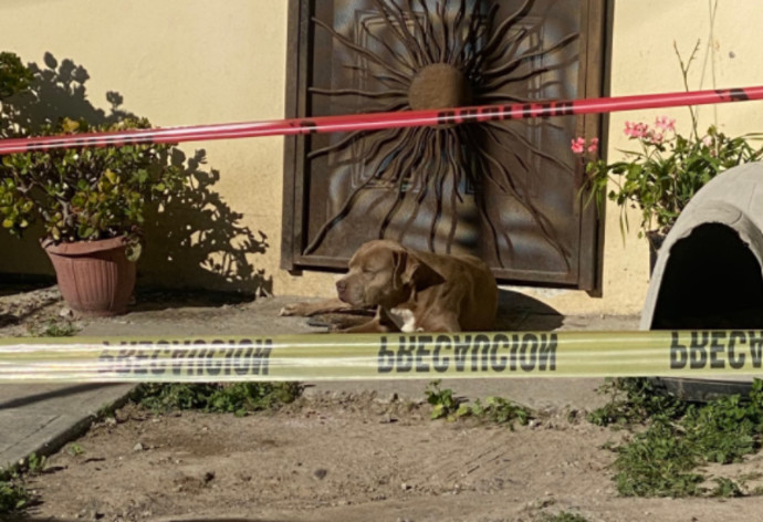 הכלבה צ'אטו מחכה על מפתן הדלת (צילום: צילום מסך טוויטר)