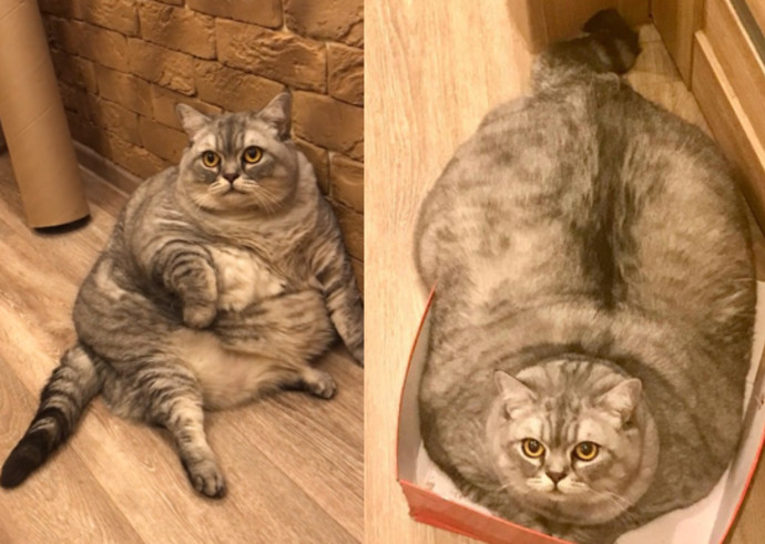 החתולה השמנה בעולם? (צילום: צילום מסך אינסטגרם)