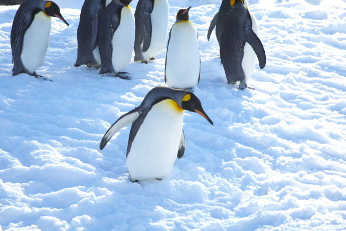 פינגווינים (צילום: אינג'אימג')