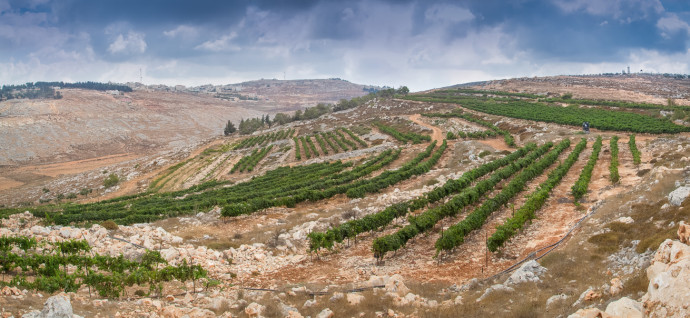 כרמי יקב הר ברכה, השומרון (צילום: דרור קליש)