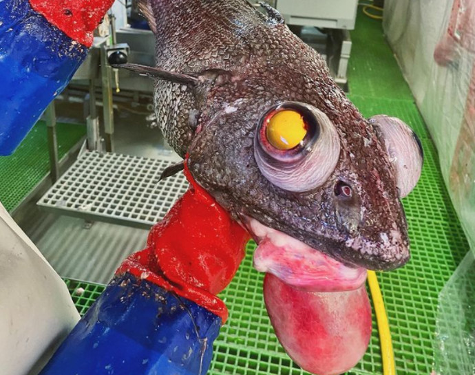 "דג מהגיהינום" שנמצא על ידי בלוגר מרוסיה, שחובב בעלי חיים תת-ימיים (צילום: צילום מסך אינסטגרם)