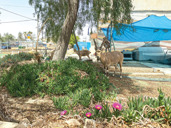 גם החיות נהנות מהגינה של נחניאל (צילום: מיטל שרעבי)