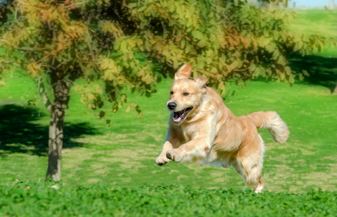 כלב רץ בדשא. לא לשכוח לשתות הרבה מים (צילום: יגאל פרדו)